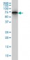 EHD2 Antibody (monoclonal) (M01)